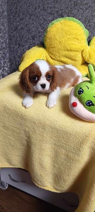 Кукольная девочка кавалер кинг чарльз спаниель