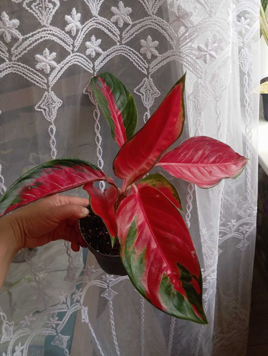 Аглаонема Red Star