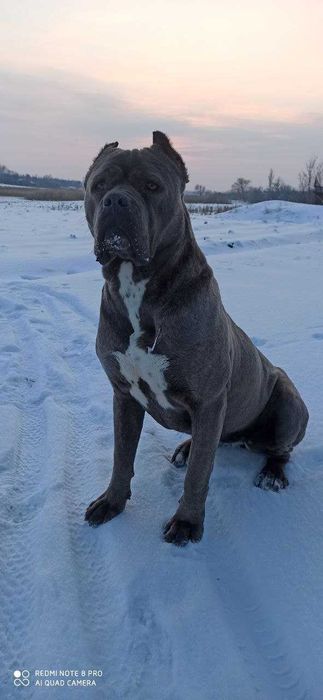 Продам цуценят кане корсо