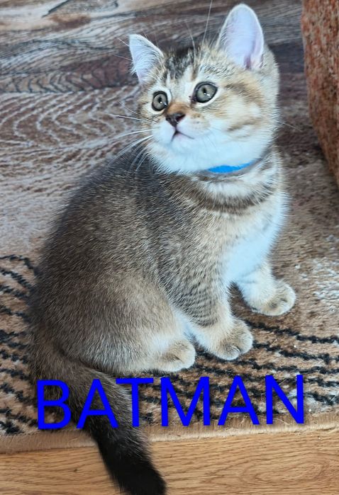 Kot brytyjski krótkowłosy