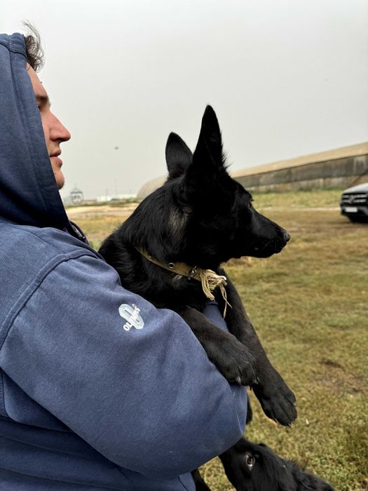 Німецькі вівчарки 4 місяці (6 шт) + 9 новонароджених