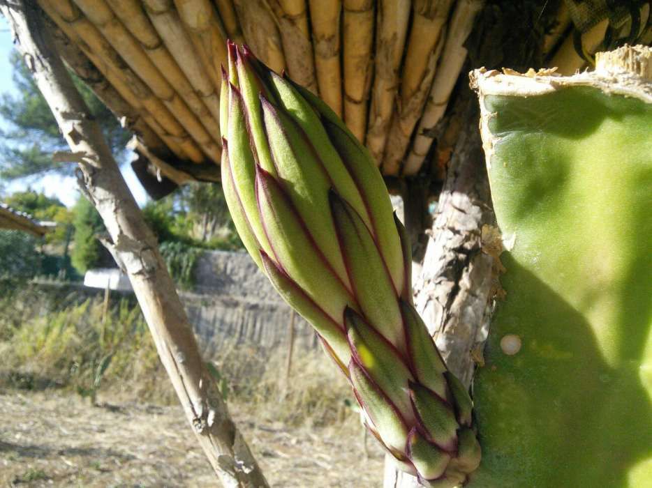 Vendo mudas/estacas de pitayas