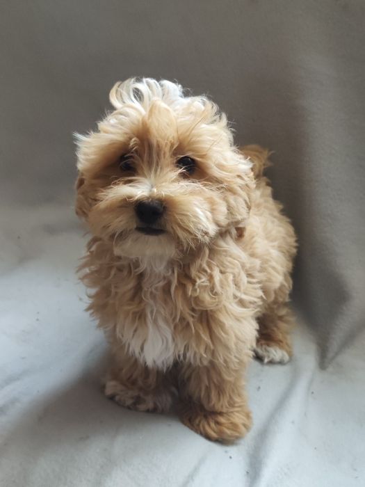 Maltipoo Apricot