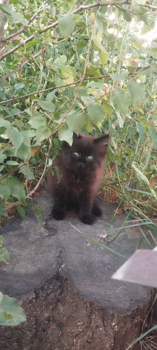 Безкоштовно котик