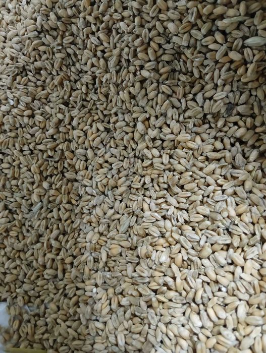 Pszenica 75zl Owies60zl sprzedam