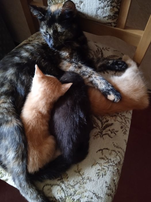 кошеня віддамо у добрі руки