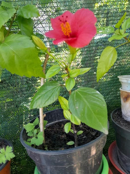 Гибискус.китайская роза.