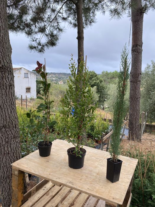 Cipreste Italiano 1m