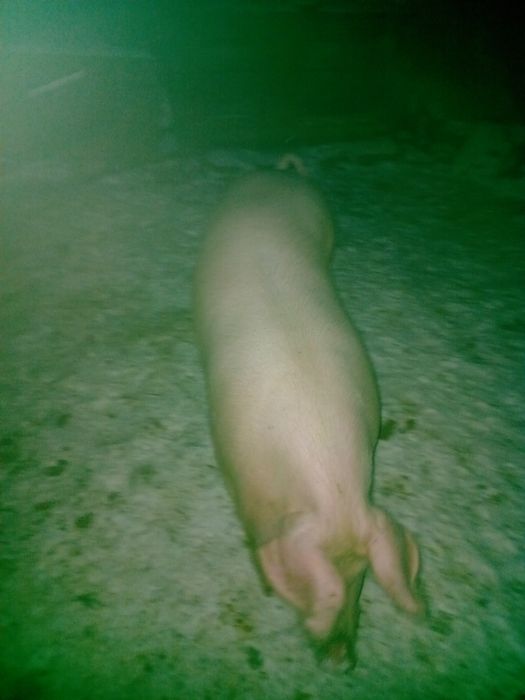 Продам ремку,свинку на свиноматку  мати f1