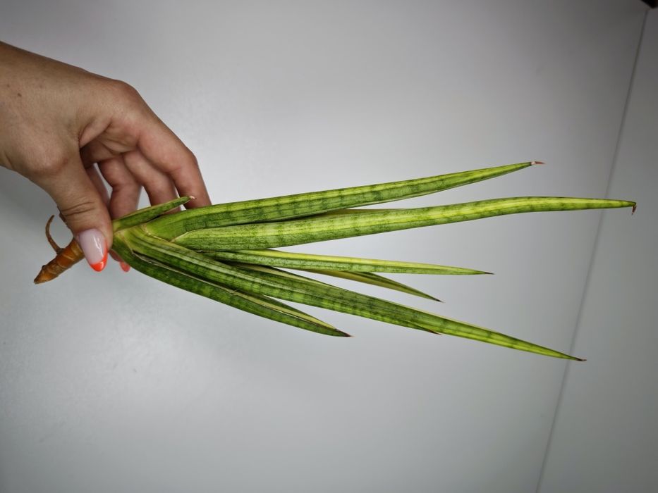Sansevieria Royal Crown var