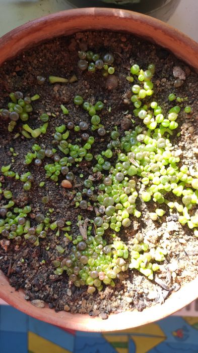 Насіння літопсів