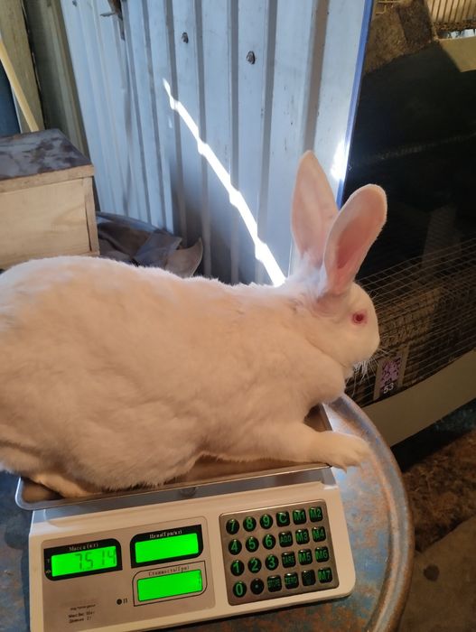 Термонська біла.