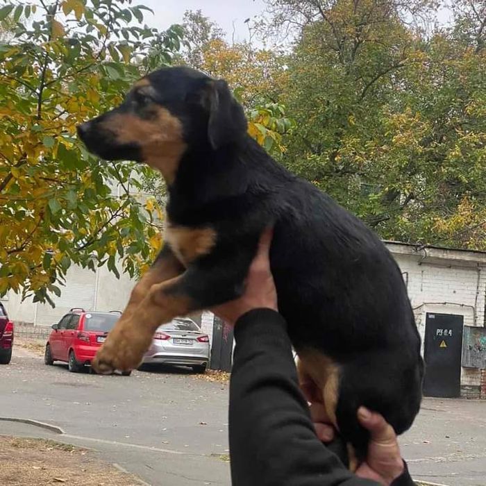 Метис такси и щенки