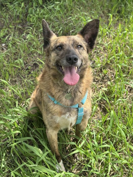 Собака з притулку вихований хлопчик