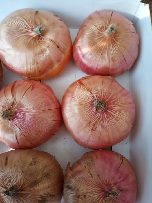 Цибулини гладіолусів