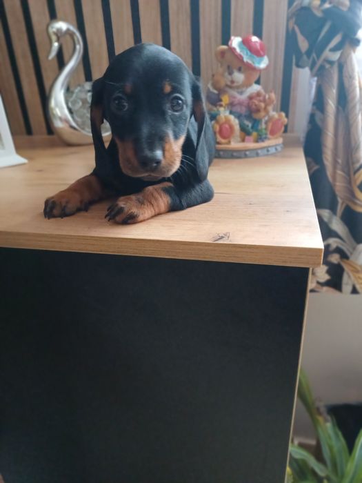 Piesek Jamnik miniaturowy krótkowłosy