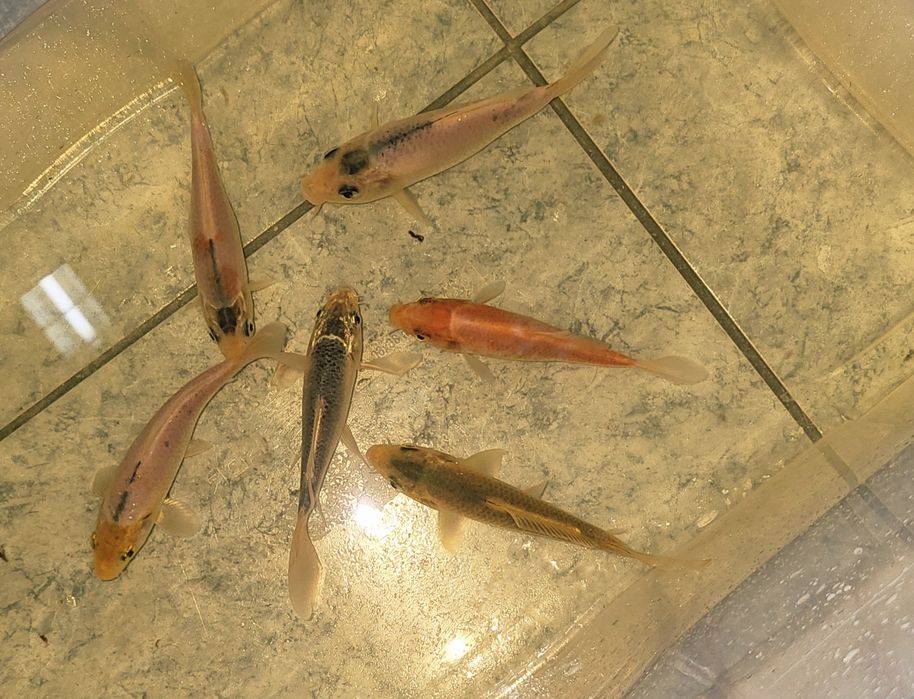 Lote de Carpas koi