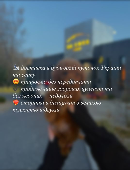 цуценя той-пуделя, з Китайськими елітними генетичними лініями