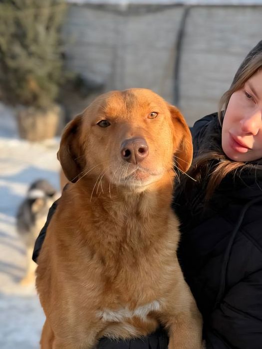 Джессі шукає дім