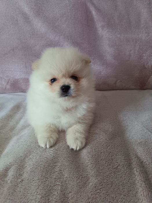 Szpic miniaturowy/pomeranian