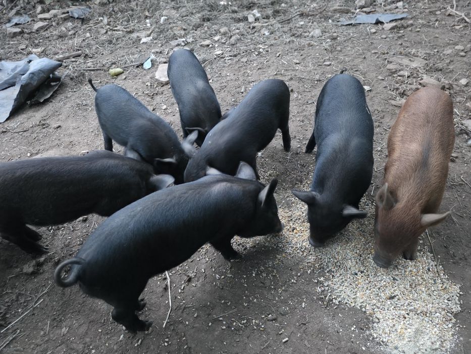 Porcos (leitões) American Guinea Hog