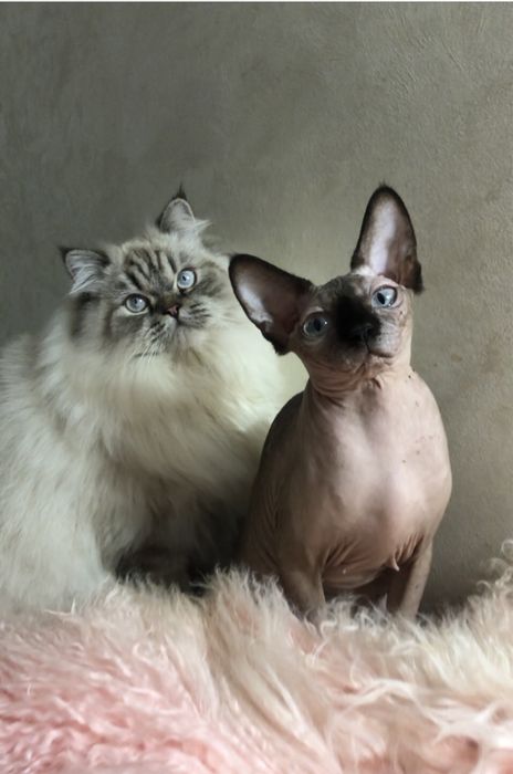 Канадский сфинкс,стерилизованная.