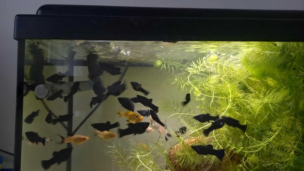 Sprzedam gupiki molinezje mieczyki glonojady krewetki helenki roślinki