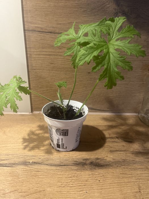 Geranium Anginka