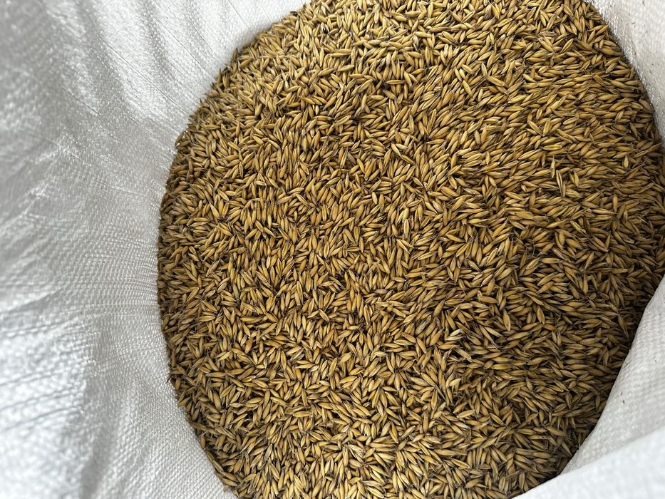 Sprzedam owies czyszczony