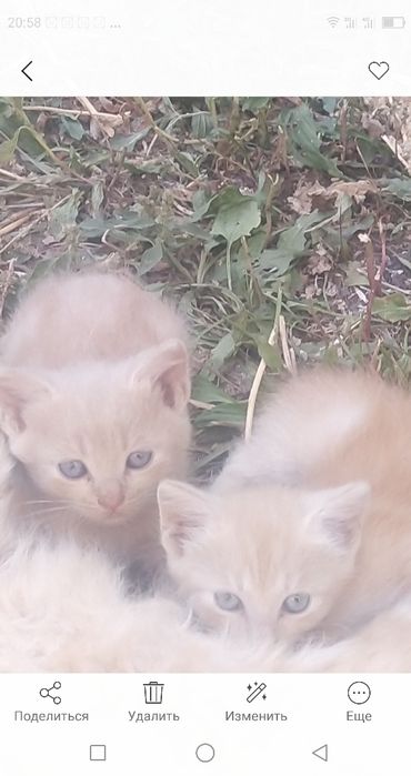 Кошенята безкоштовно!