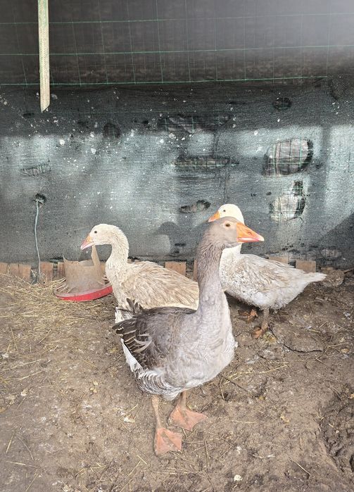 Trio de gansos de Toulouse
