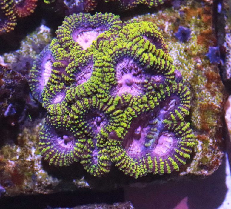 Favia - Joker Lps Koral Morski Piekny FLUOLAMPS WYSYLKI