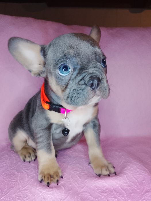 Дівчинка французького бульдога