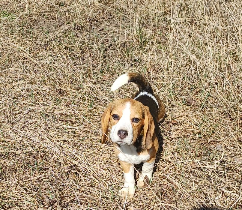 Біглята хлопчики і дівчатка