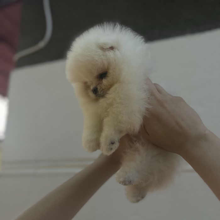 Ведмедик шоу класу хлопчик