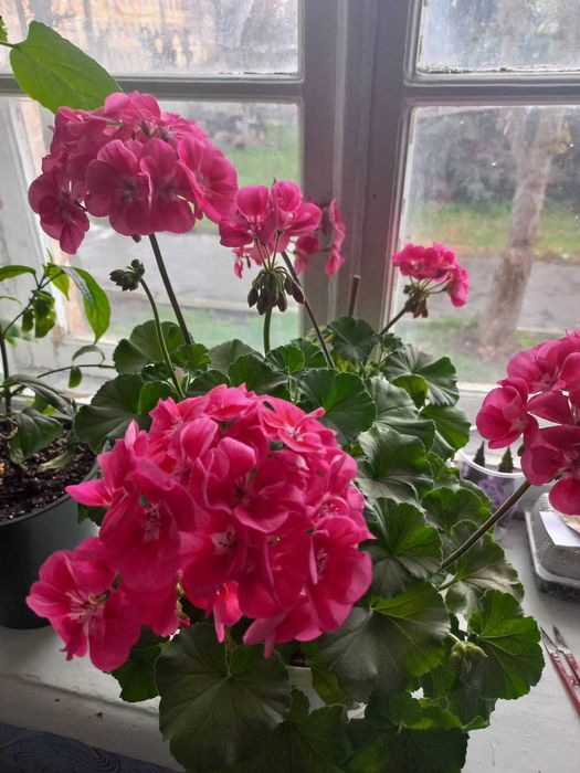 Пеларгонія в підвісному горщику