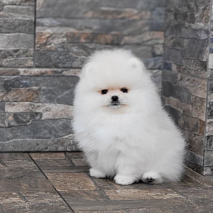 Померанский шпиц,  девочка FCI