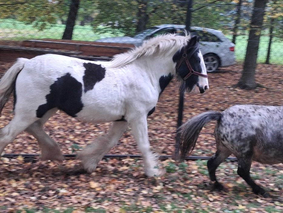 Klacz tinker gypsy cob