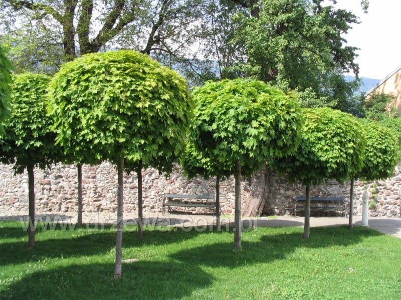 KLON Kulisty Globosum 180-200 CM  280 zł