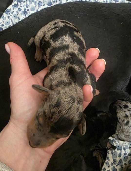 Jamnik miniaturowy krotkowłosy marmurkowy suczka