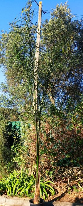 Palmeira ou Coqueiro plumoso, Syagrus romanzoffiana