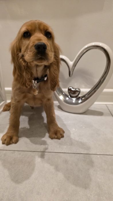 Cocker Spaniel dziewczynka