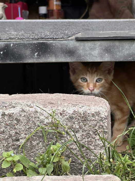 Милі кошенята в пошуках сім’ї