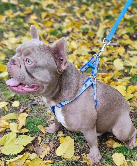 В'язка французький бульдог Ізабелла