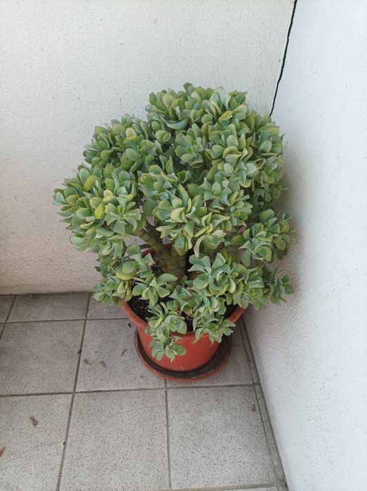 Suculenta Crassula arborescens