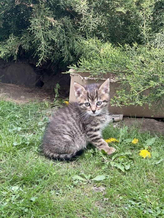 Віддам котика в хороші руки
