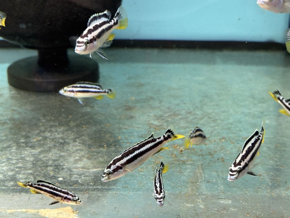 , Pseudotropheus kaskazini northern blue  , pyszczaki Malawian