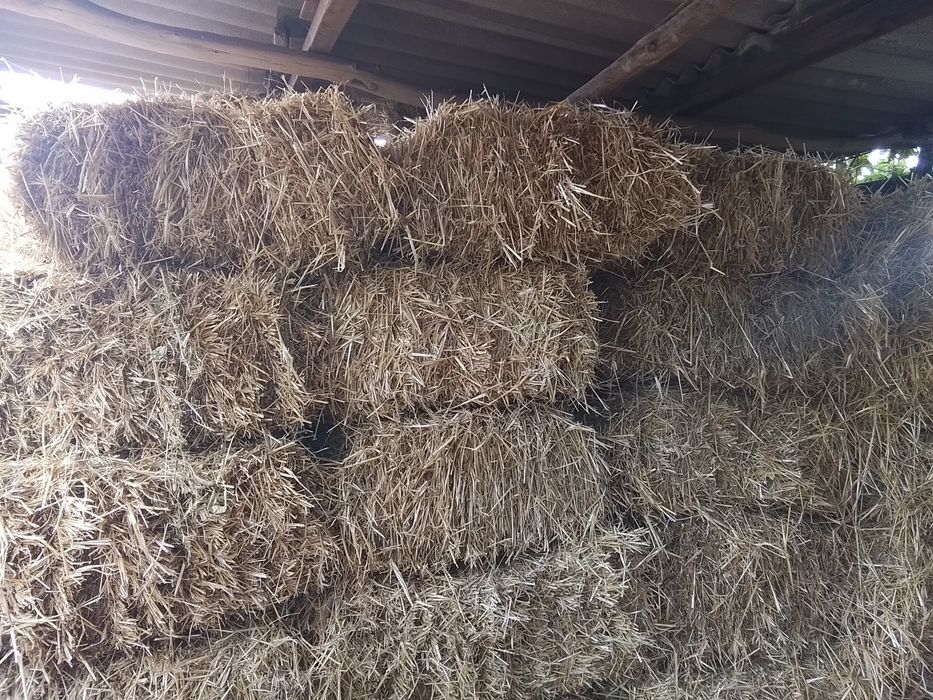 Продам пшеничную солому