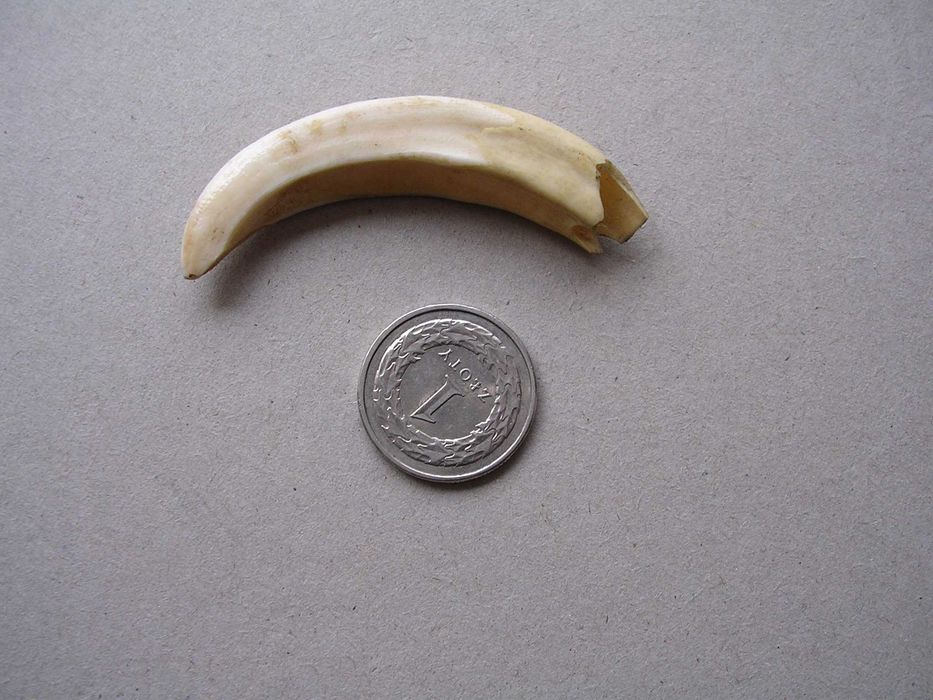 Stary kieł szabla dzika