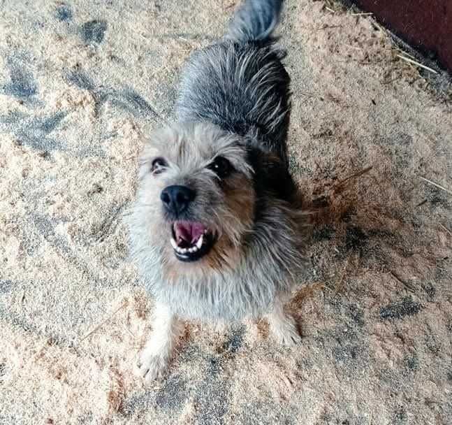 Santos czeka od lat na dom- pilna adopcja